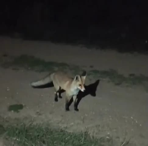 Bayburtlu vatandaşın 'mazlum' adını verdiği tilki peşinden ayrılmıyor