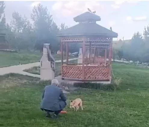 Bayburt’ta vatandaşın tilkiyle dostluğu kameraya yansıdı