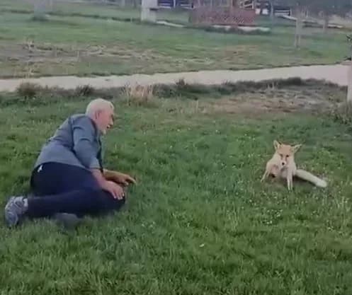 Bayburt’ta vatandaşın tilkiyle dostluğu kameraya yansıdı