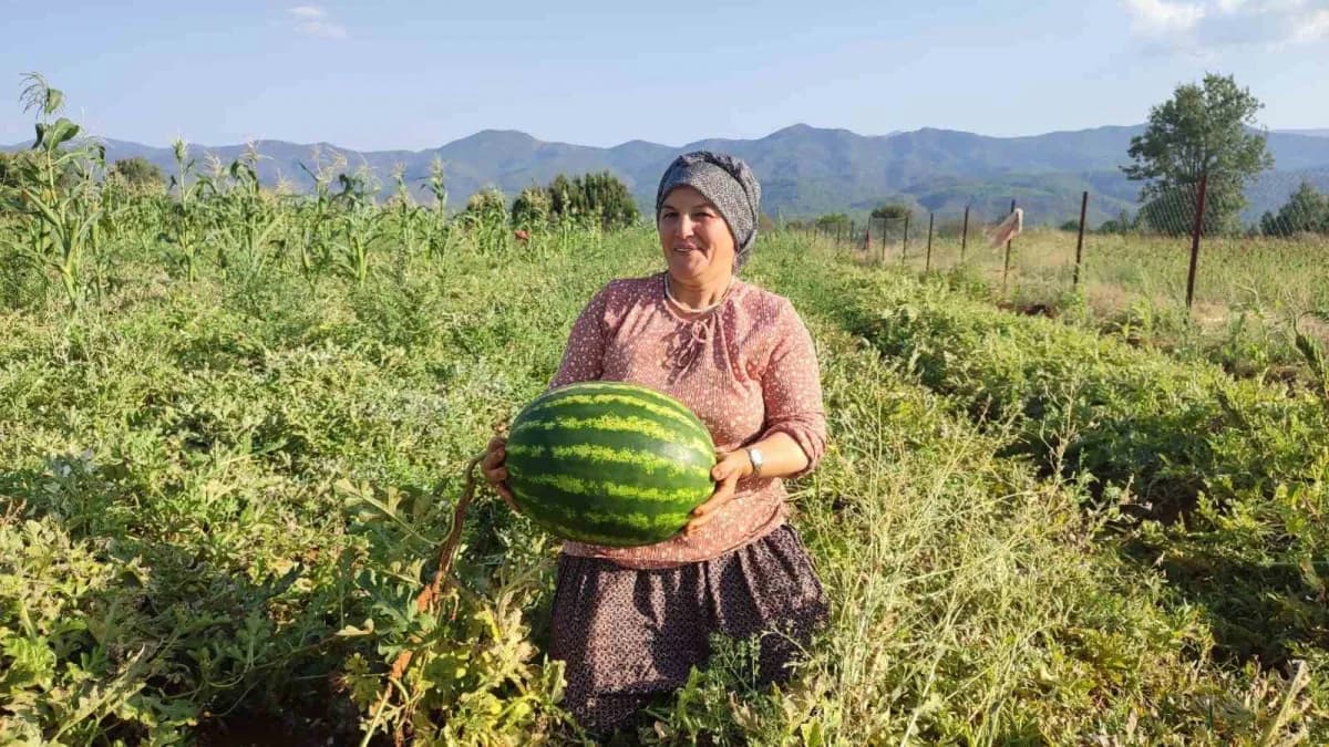 Denizli’nin Beyağaç ilçesinde 52 yaşındaki üretici Hatice Parıldayan’ın 2 dönümlük arazide ata tohumundan yetiştirdiği y