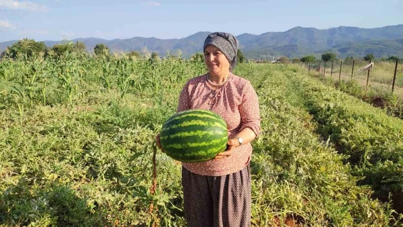 Denizli Beyağaç’ta ata tohumundan yetiştirilen Pijamalı karpuzların tarlada olgunlaşmış hali