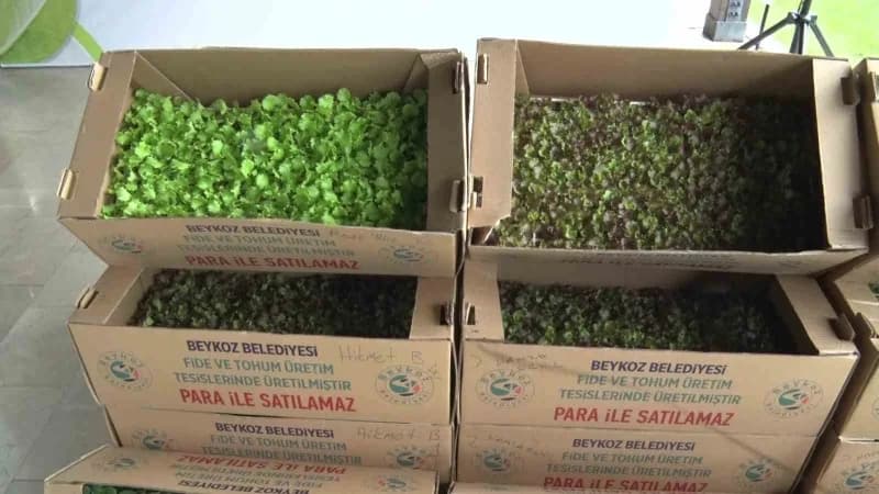 Beykoz Belediyesi tarafından Cumhuriyetköy Fide Üretim Merkezi’nde öz kaynaklarla tohumdan fideye yetiştirilen 625 bin a