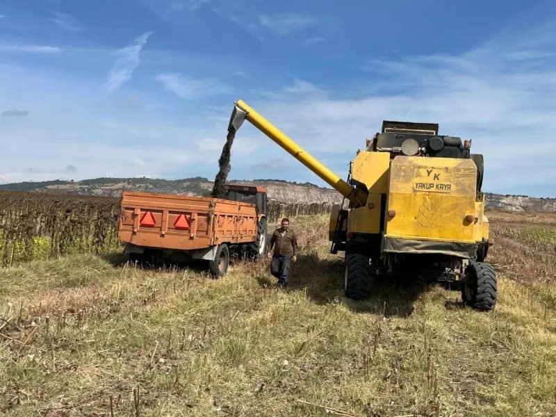 Bilecik’te 90 bin dönümde ayçiçeği hasadı