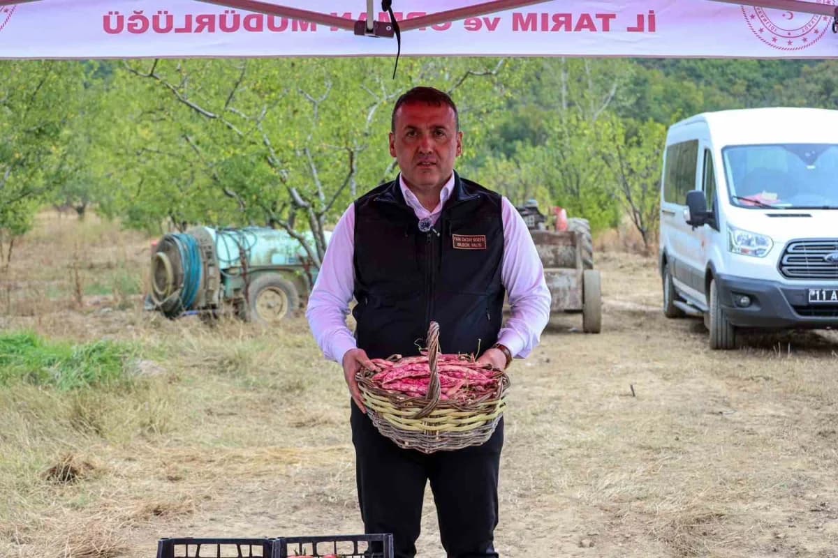 Bilecik Osmaneli Oğulpaşa Köyü'nde taze barbunya hasadı yapan çiftçiler