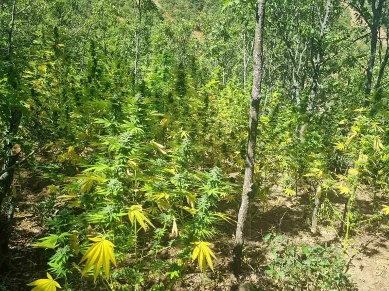 Bingöl jandarma ekipleri tarafından ele geçirilen kenevir bitkileri ve esrar maddeleri