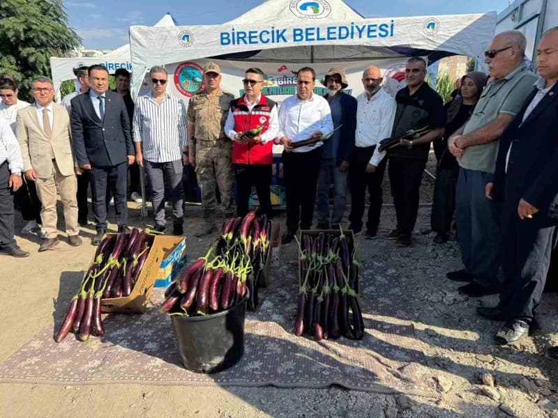 Birecik’te Kelaynak, Patlıcan ve Fıstık Festivali hasatla başladı