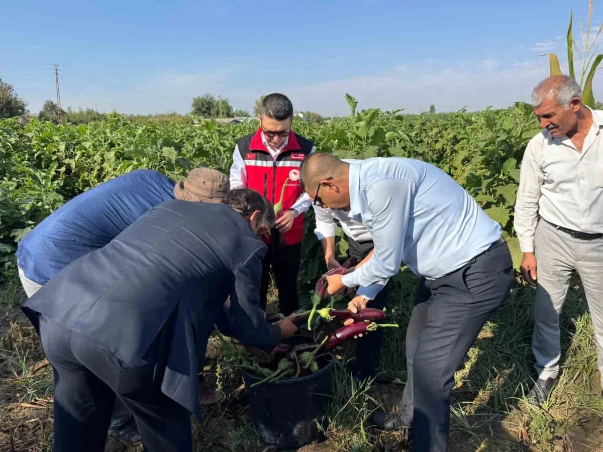Birecik’te Kelaynak, Patlıcan ve Fıstık Festivali kapsamında tescilli patlıcan hasadı yapılırken protokol üyeleri ve vat