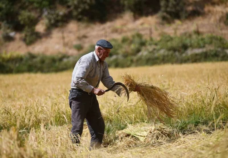 Çeltikli köyünde imece usulü ekimi yapılan çeltiğin hasadı başladı.
