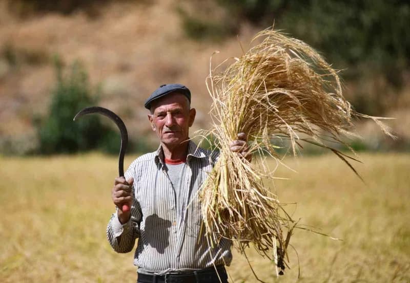 Çeltikli köyünde imece usulü ekimi yapılan çeltiğin hasadı başladı.