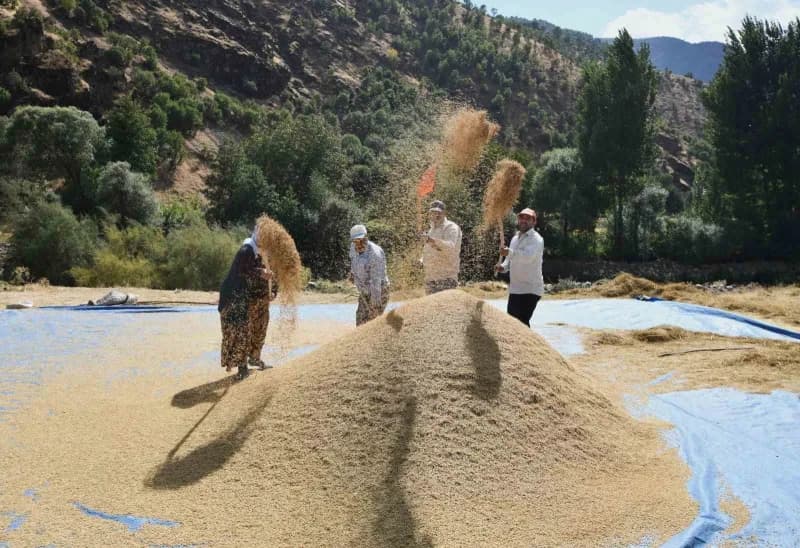 Çeltikli köyünde imece usulü ekimi yapılan çeltiğin hasadı başladı.