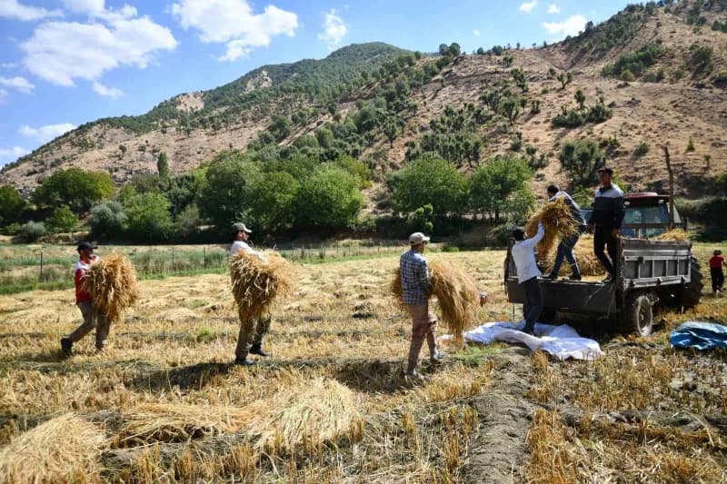 Çeltikli köyünde imece usulü ekimi yapılan çeltiğin hasadı başladı.