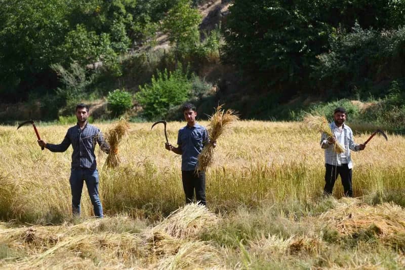 Çeltikli köyünde imece usulü ekimi yapılan çeltiğin hasadı başladı.