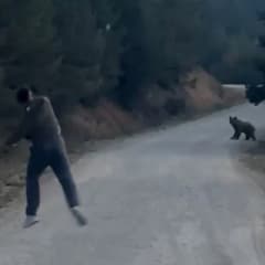 Bolu Mudurnu ormanlık alanda ayı ile karşılaşan grup taşla ayıyı kovalıyor
