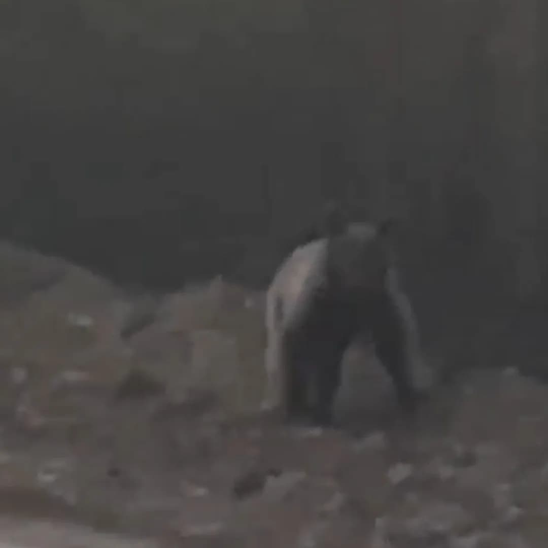 Ormanda ayı ile karşılaşan arkadaş grubu önce ayıya seslendi. Seslerin ardından orman içerisine giren ayı sonra diğer yo
