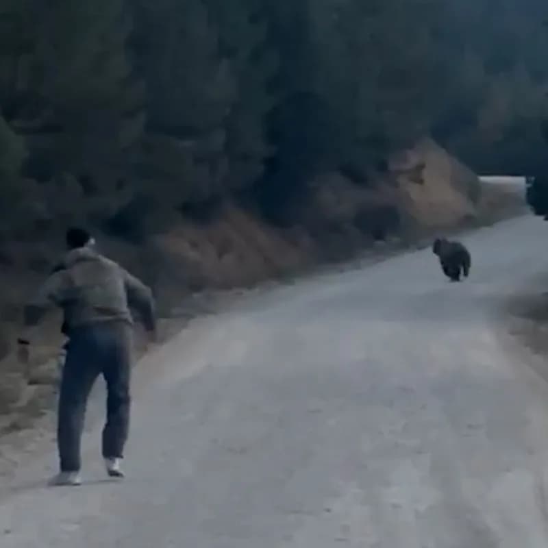 Bolu’nun Mudurnu ilçesinde ormanlık alanda bir grup arkadaş, karşılaştıkları ayıyı taşla kovalayarak uzaklaştırdı.