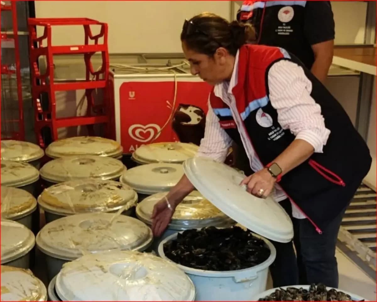 Bolu’da jandarma ekipleri tarafından ele geçirilen kaçak midyeler
