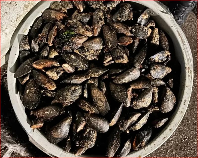 Bolu’da Jandarma ekiplerinin denetiminde, 18 kovada yaklaşık 650 kilo menşei belirsiz ve bozulmuş midye ele geçirildi.