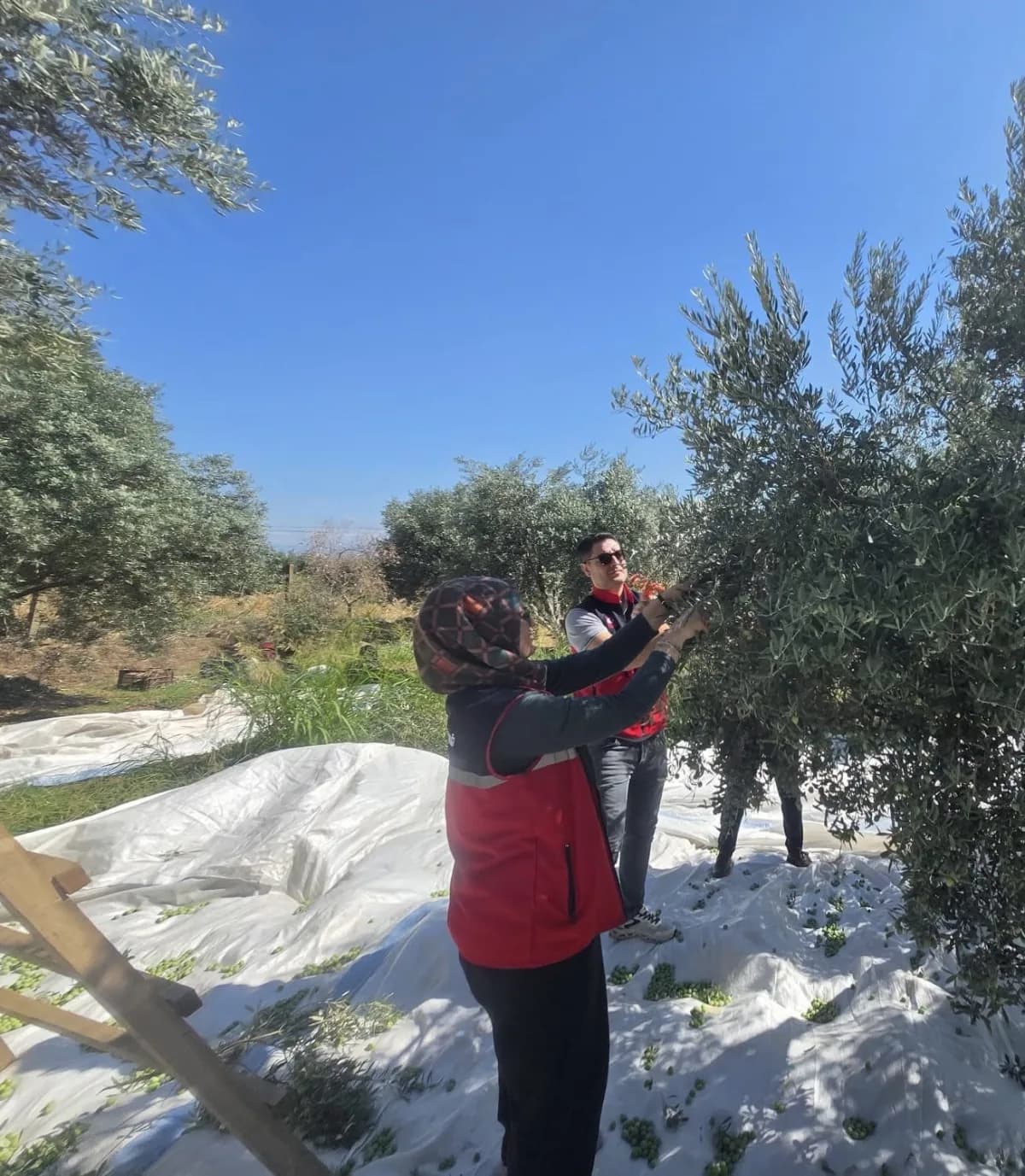 Aydın’ın Bozdoğan ilçesinde zeytin hasadı, İlçe Tarım ve Orman Müdürü Nevzat Erdem’in katılımıyla üreticiye ait bahçede