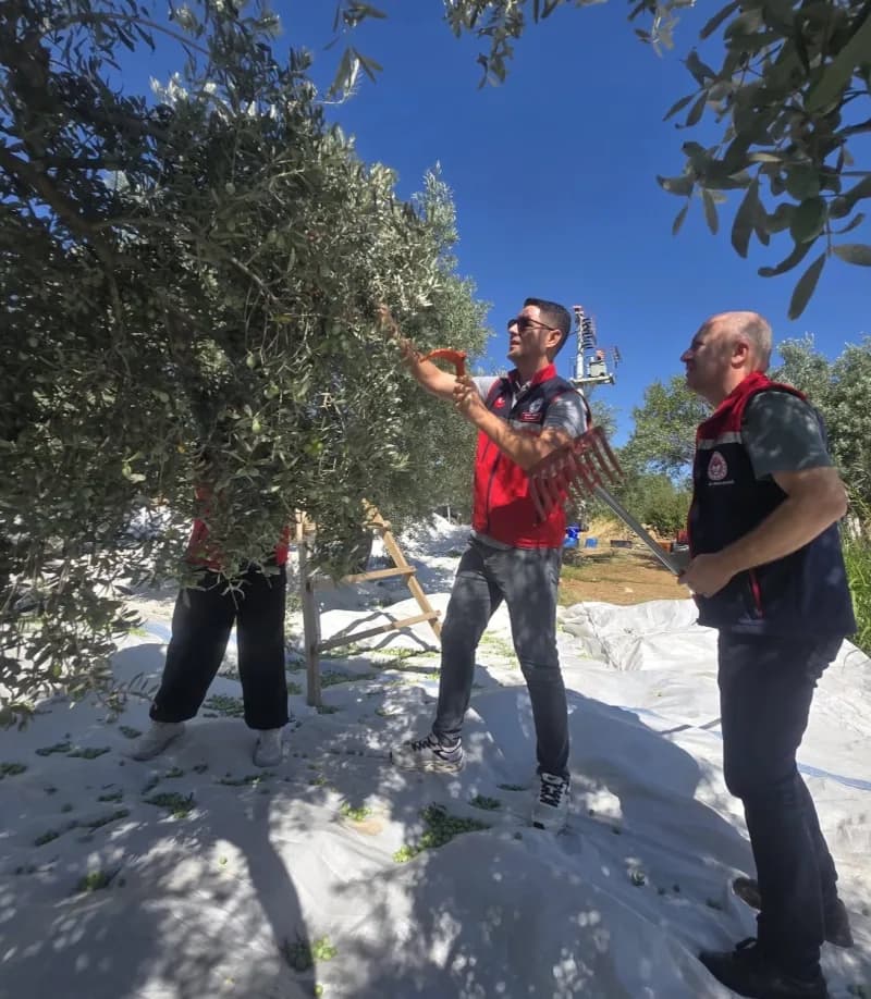 Aydın’ın Bozdoğan ilçesinde zeytin hasadı, İlçe Tarım ve Orman Müdürü Nevzat Erdem’in katılımıyla üreticiye ait bahçede
