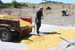 Yozgat Büyükmahal köyünde geleneksel yöntemlerle bulgur üreten Bektaş ve Ümmügülsüm Uğurlu çifti çalışma anında