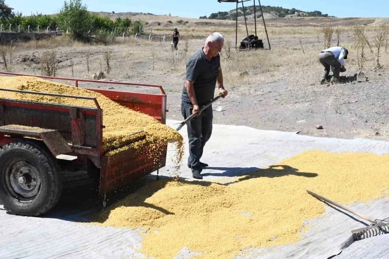 Yozgat Büyükmahal köyünde geleneksel yöntemlerle bulgur üreten Bektaş ve Ümmügülsüm Uğurlu çifti çalışma anında