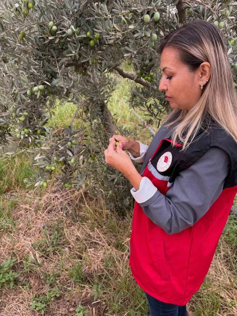 Zeytin bahçesi