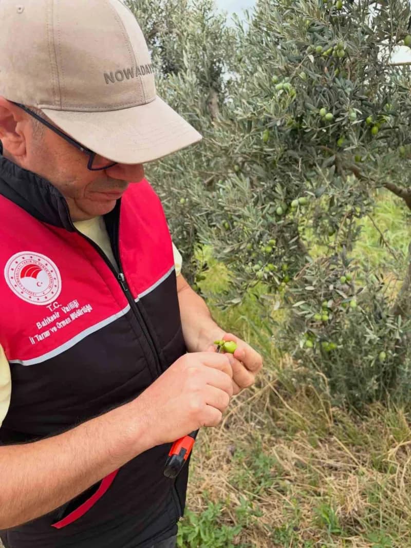 Burhaniye ilçesinde zeytin bahçelerinde hasat öncesi Tarım ve Orman İlçe Müdürlüğü ekiplerinin saha kontrolleri