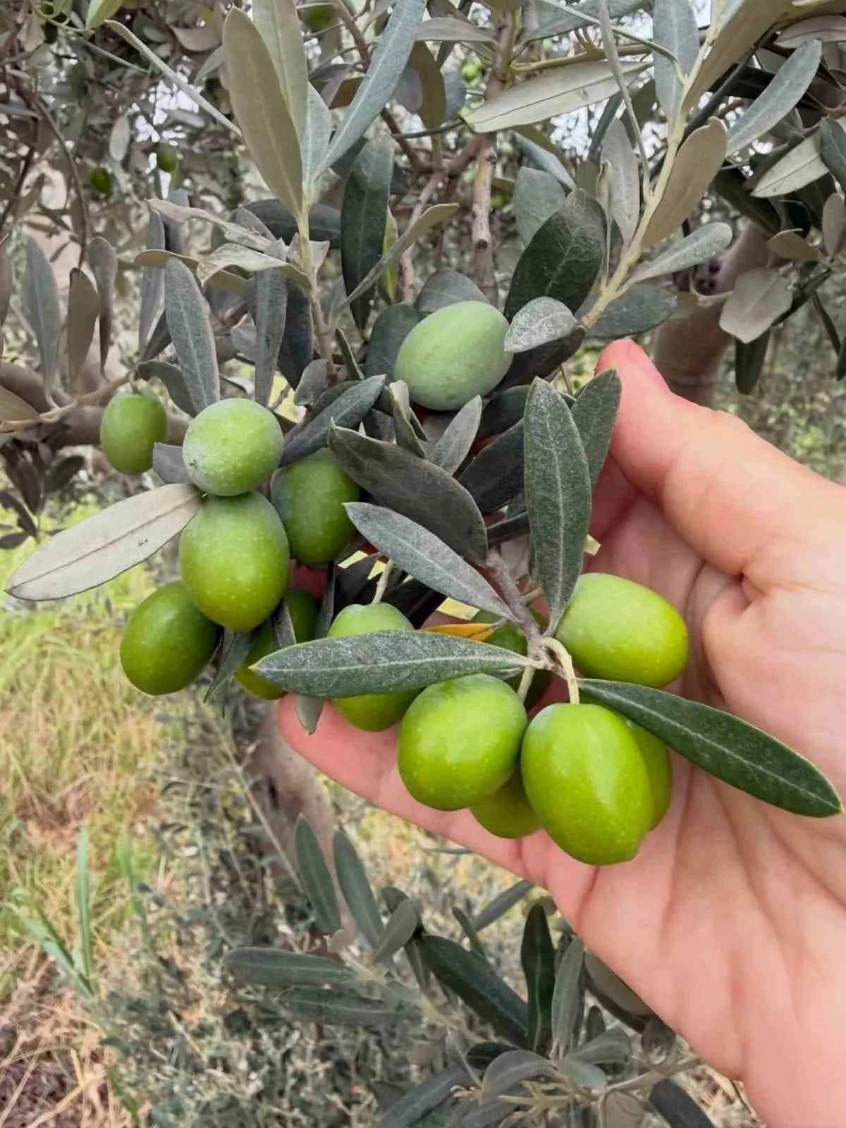 Zeytin bahçesi