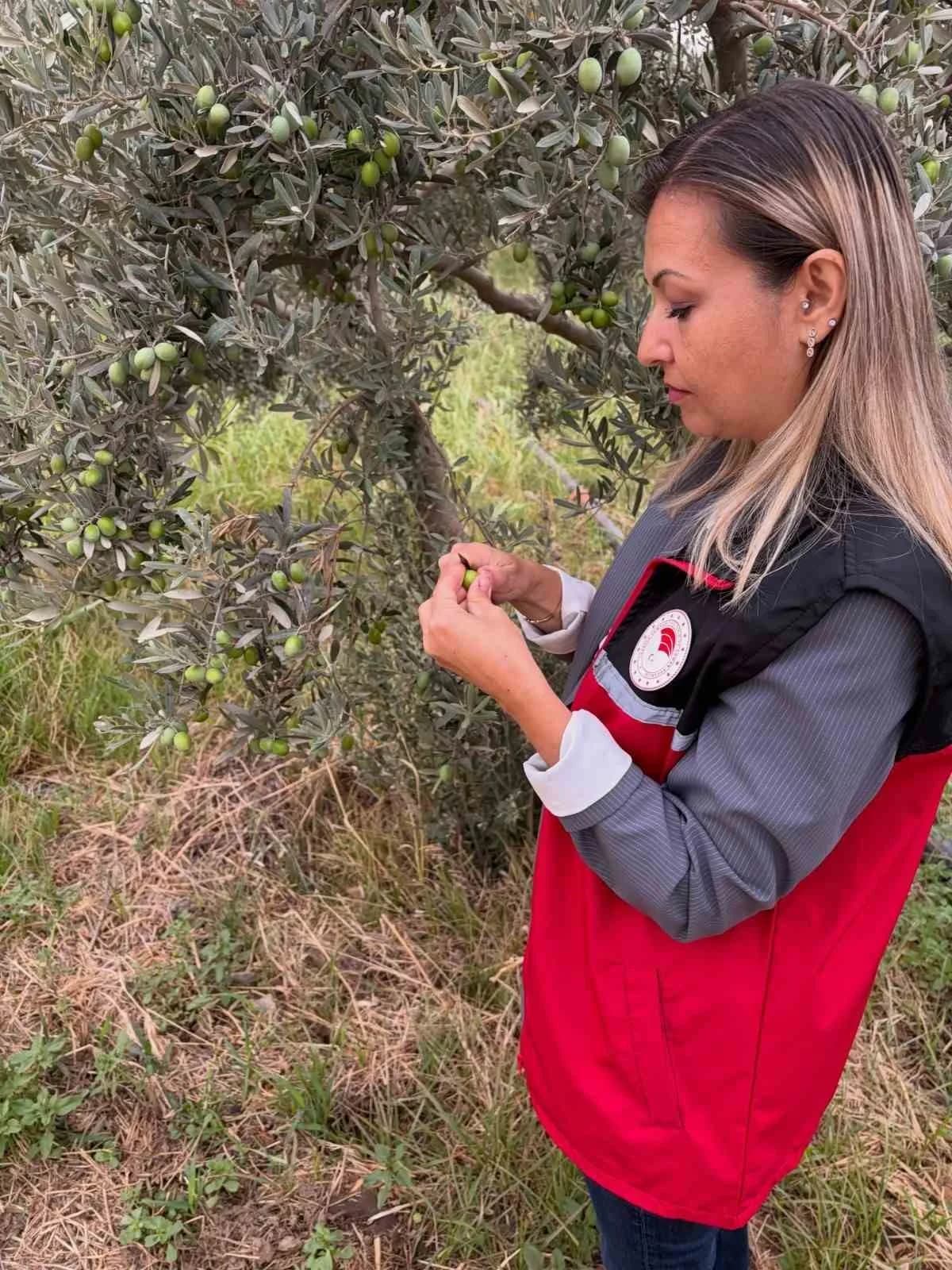 Burhaniye’de zeytin bahçelerinde zeytin sineği kontrolleri yapan tarım ekipleri