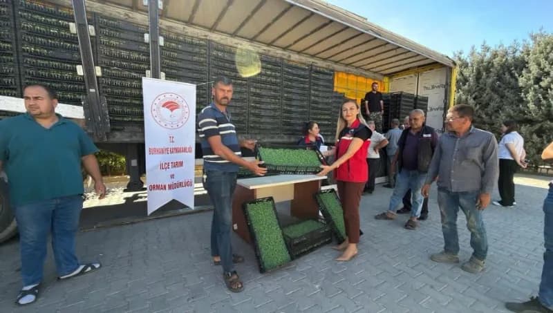 Marul fidesi dağıtımı