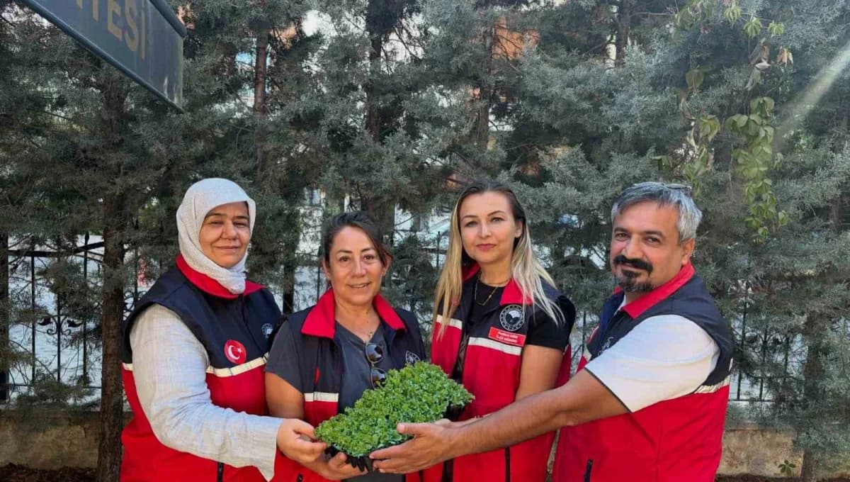 Marul fidesi dağıtımı