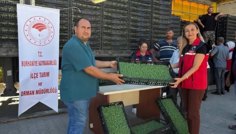 Marul fidesi dağıtımı