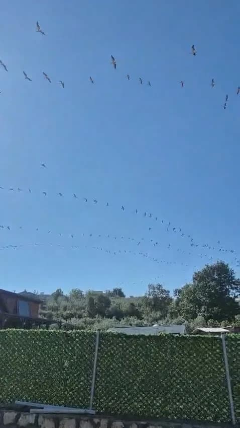 Bursa'nın merkez Nilüfer ilçesinde göç yolculuğuna çıkan leylek sürüsü, Ayvaköy mevkiinden geçerken gökyüzünde görsel şö
