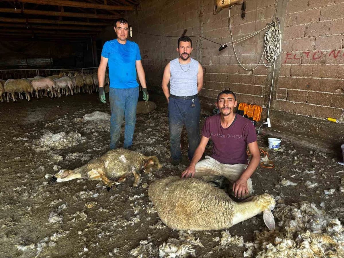 Türkiye'de 50 milyonu Koyun olmak üzere 60 milyonu aşkın küçükbaş varlığı bulunuyor