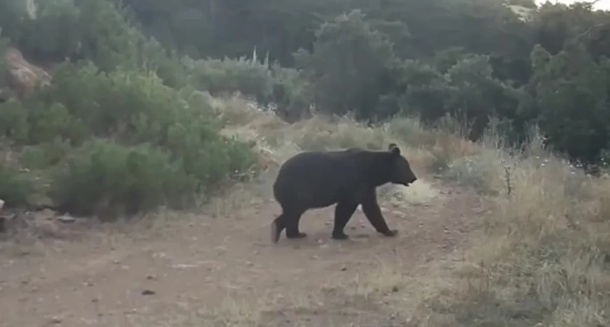 Çankırı ormanlarında fotokapan tarafından görüntülenen yiyecek arayan ayı