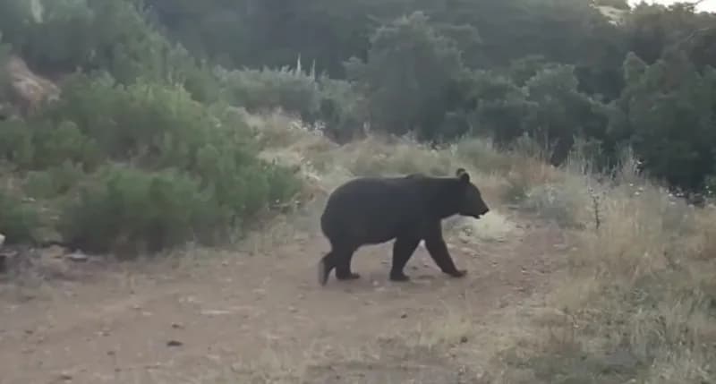 Çankırı ormanlarında fotokapan tarafından görüntülenen yiyecek arayan ayı