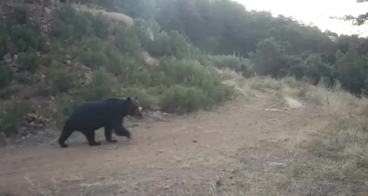 Çankırı’da doğaya yerleştirilen fotokapanlarla ormanda yiyecek arayan ayıyı görüntülendi.