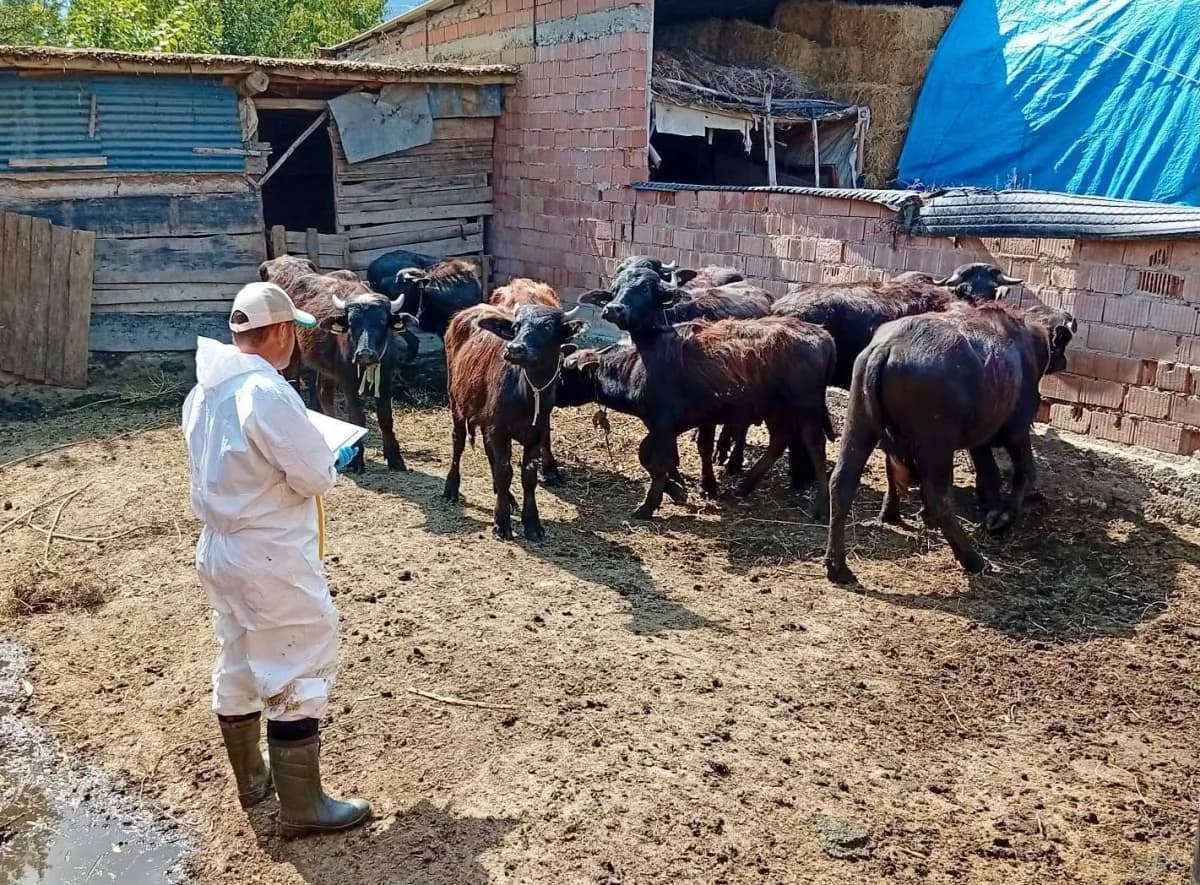 Afyonkarahisar Çay ilçesinde büyükbaş hayvanlara sonbahar aşılama kampanyası kapsamında şap ve brusella aşıları uygulanı