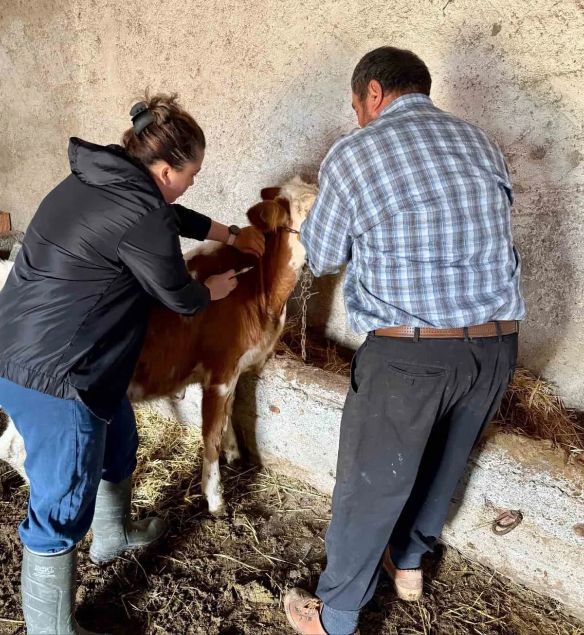 Afyonkarahisar'ın Çay ilçesinde sonbahar aşılama kampanyası çerçevesinde büyükbaş hayvanlara şap ve brusella aşıları yap