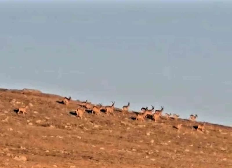 Samsun Karagöl Dağları'nda çengel boynuzlu dağ keçisi sürüsü doğada yürüyüş sırasında görüntülendi