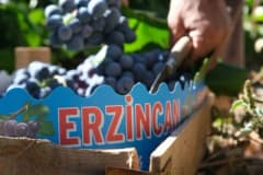 Erzincan Üzümlü ilçesinde Cimin Üzümü bağlarında hasat yapan üreticiler