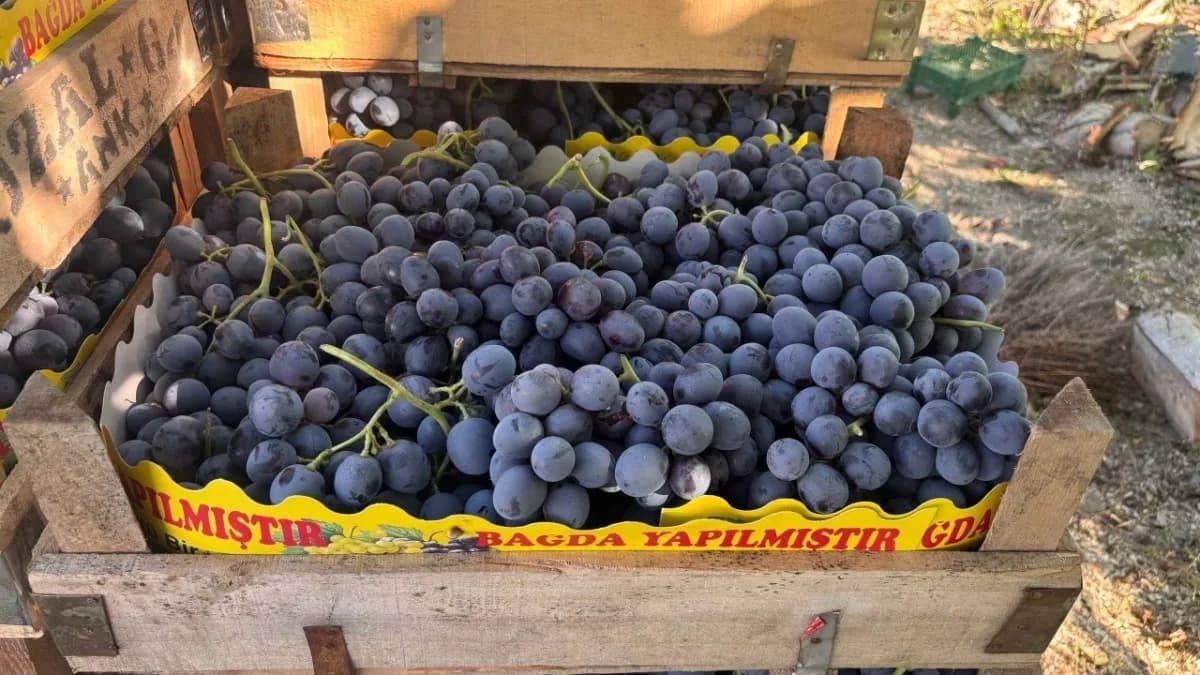 Cimin Üzümü'nde hasat yoğunlaştı, fiyat 75 liraya geriledi