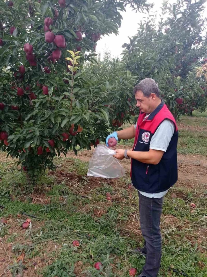 Çivril elmasına hasat öncesi pestisit kontrolü