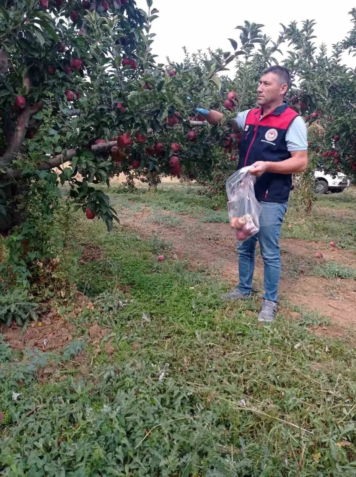 Denizli Çivril'de elma bahçelerinde hasat öncesi pestisit kalıntısı kontrolü için numune alınması