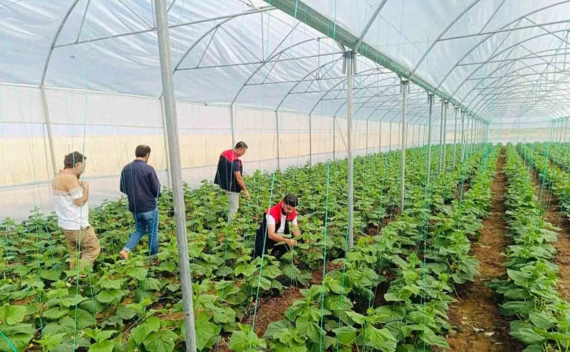 Şırnak’ın Cizre İlçe Tarım ve Orman Müdürlüğü ekipleri, Katran köyünde sera denetimleri gerçekleştirerek üreticilere ver