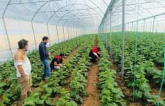 Cizre Katran köyünde sera denetimi yapan Tarım ve Orman Müdürlüğü ekipleri