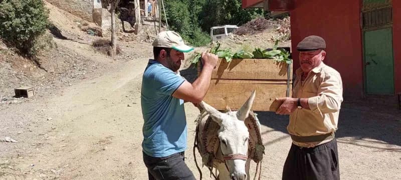 Diyarbakır’ın Çüngüş ilçesi Atalar Mahallesi'nde ata tohumu domates hasadı başladı.
