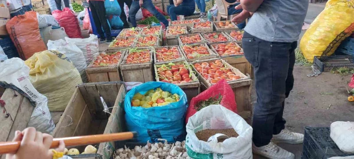 Diyarbakır’ın Çüngüş ilçesi Atalar Mahallesi'nde ata tohumu domates hasadı başladı.