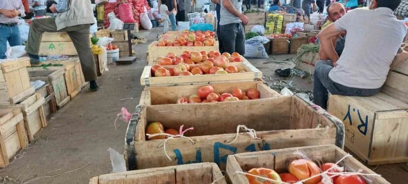 Diyarbakır Çüngüş Atalar Mahallesi’nde organik ata tohumu domateslerin kovalar ve sandıklarda toplanması
