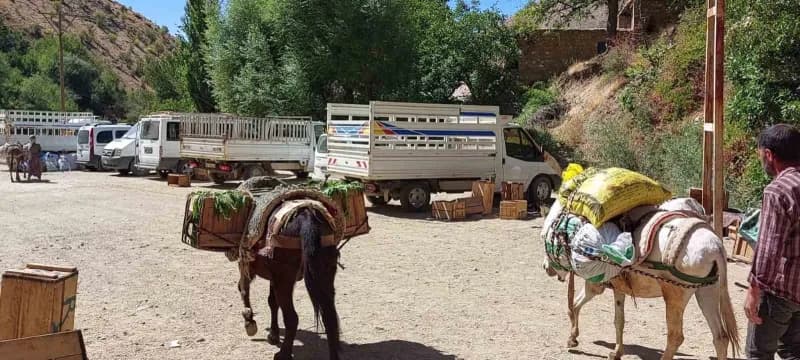 Diyarbakır’ın Çüngüş ilçesi Atalar Mahallesi'nde ata tohumu domates hasadı başladı.